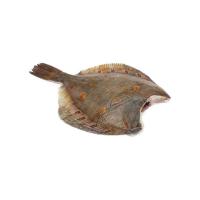 КАМБАЛА МОРСКАЯ ОХЛАЖДЕННАЯ БЕЗ ГОЛОВЫ ПОТР