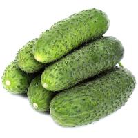 ОГУРЦЫ СВЕЖИЕ КОРОТКОПЛОДНЫЕ