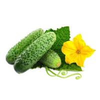 ОГУРЦЫ СВЕЖИЕ ЭСТАФЕТА