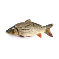 КАРП ОХЛАЖДЕННЫЙ