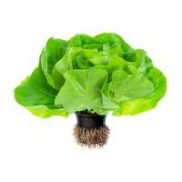 САЛАТ ЛАТУК МАСЛЯНИСТЫЙ ЗЕЛЕНЫЙ В ГОРШОЧКЕ