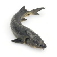 Осетр  охлажденный 