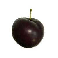 СЛИВА СВЕЖАЯ УТКА