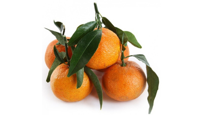 Мандарины свежие на ветке Китай